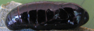 Pupae